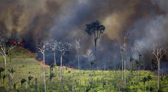 Medio Ambiente: Tala y quema de árboles es una causa de contaminación  ambiental - CHARLAS DE SEGURIDAD